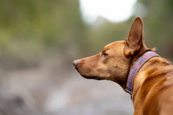 Working Kelpie Dog Sitting Grass Farm Australia Spring — Stock Photo, Image