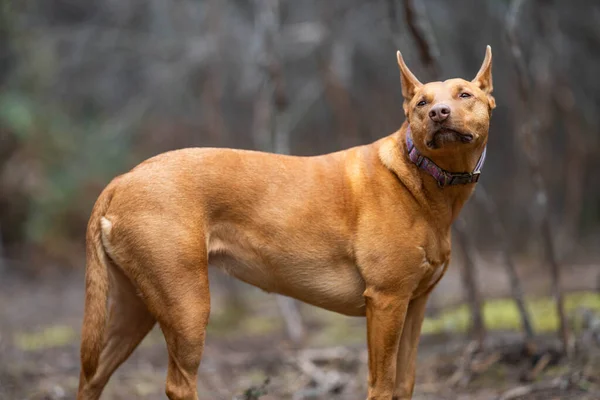 Kelpie Σκυλί Στην Αυστραλιανή Θάμνο Ένα Πάρκο Στην Αυστραλία — Φωτογραφία Αρχείου
