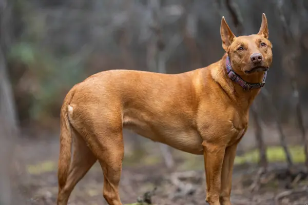 Porträt Eines Kelpie Hundes Der Australien Arbeitet — Stockfoto