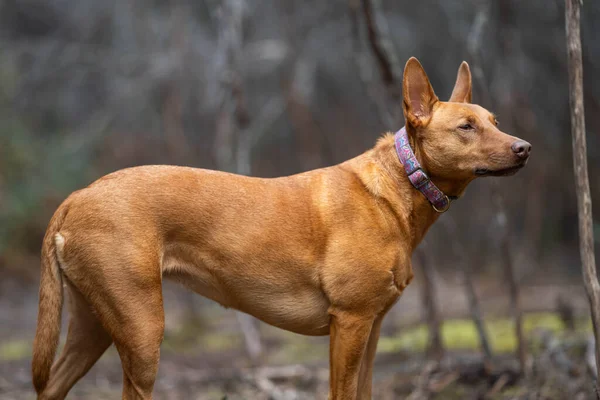 Retrato Cão Kelpie Que Trabalha Austrália — Fotografia de Stock