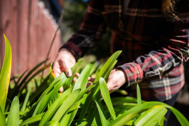İlkbaharda filizlenen topraktaki dişi çiftçi mahsulü