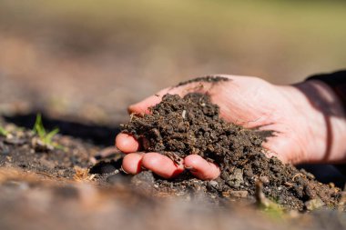 Kadın çiftçi, tarladaki bir çiftlikte toprak sağlığını gözlemek için toprağı elinde tutuyor.