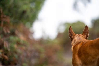 Avusturalya çalılıklarında bir parkta kelpie köpeği