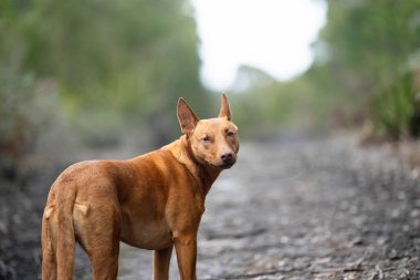 Avusturalya çalılıklarında bir parkta kelpie köpeği
