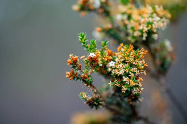 Avustralya 'da çay ağacı çalıların arasında.