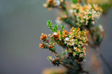 Avustralya 'da çay ağacı çalıların arasında.