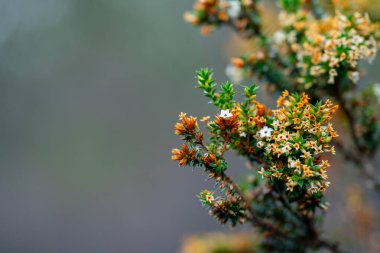 Avustralya 'da çay ağacı çalıların arasında.