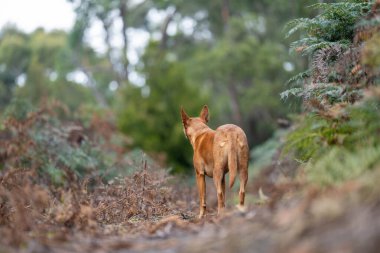 Avusturalya çalılıklarında bir parkta kelpie köpeği