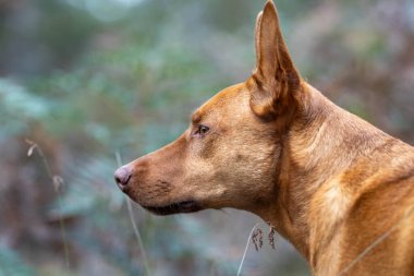 Avusturalya çalılıklarında bir parkta kelpie köpeği