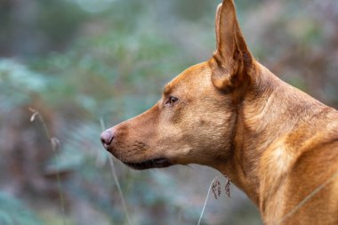 Avusturalya çalılıklarında bir parkta kelpie köpeği