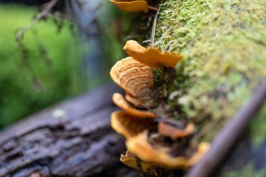 Tazmanya çalılıklarında mantarlar 