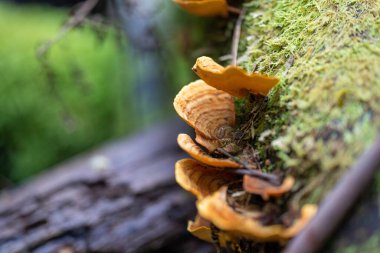 Tazmanya çalılıklarında mantarlar 