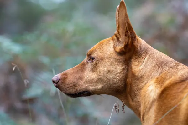 Kelpie Dog Australian Bush Park — Stock Photo, Image