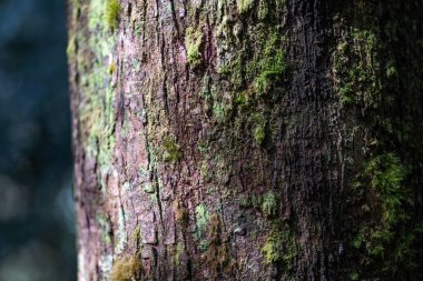 Deniz yosunlu bir kumsalın yakın plan çekimi.