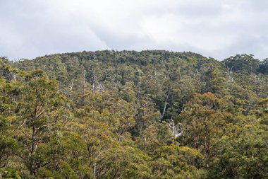 İlkbaharda Avustralya 'da çalılıklarda sakız ağacı yaprakları