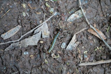 Deniz yosunlu bir kumsalın yakın plan çekimi.