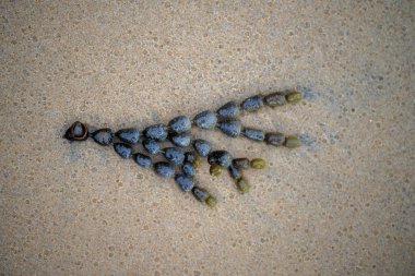Deniz yosunlu bir kumsalın yakın plan çekimi.