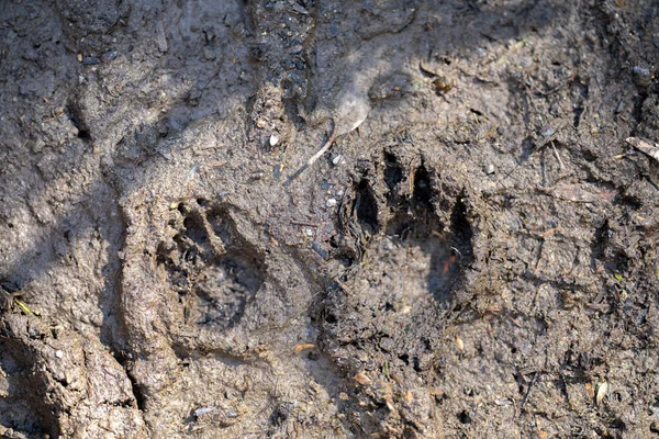 australian native aninal tracks in mud