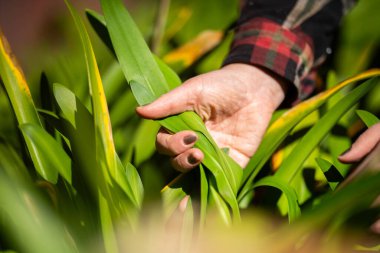 Tarım işindeki kadın toprak örneğine bakıyor. Çiftlikteki bir kız bitkinin köküne bakıyor.