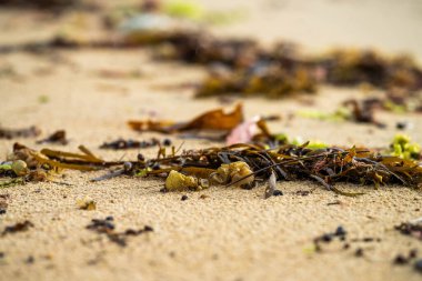 Avustralya 'da okyanusta kayaların üzerinde yosun ve yosun yetişiyor. Dalgalar, Japonya 'daki gelgitle birlikte kayaların üzerinde yosun taşıyor. Deniz yosunu çiftliği 