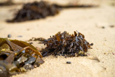 Avustralya sahilindeki deniz yosunu.