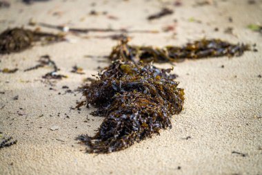 Avustralya sahilindeki deniz yosunu.