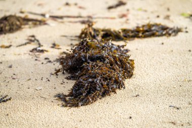 Avustralya 'da okyanusta kayaların üzerinde yosun ve yosun yetişiyor. Dalgalar, Japonya 'daki gelgitle birlikte kayaların üzerinde yosun taşıyor. Deniz yosunu çiftliği 