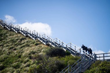Tazmanya Avustralya 'daki Esmer Ada' daki boyun.. 