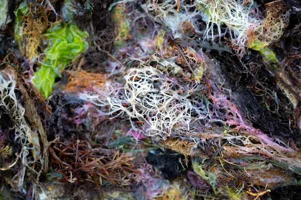 Φύκια Και Φύκια Ταύρων Αναπτύσσονται Βράχους Στον Ωκεανό Στην Αυστραλία — Φωτογραφία Αρχείου
