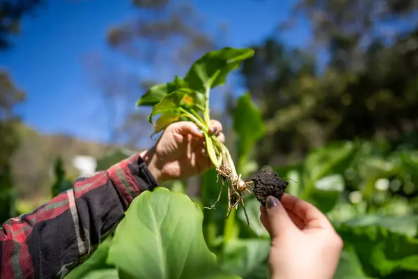 stock image farmer checking plant and root health in a field. soil health in agriculture in australia