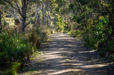 Ormandaki çalı yolu, taşradaki kumlu yol yolu.