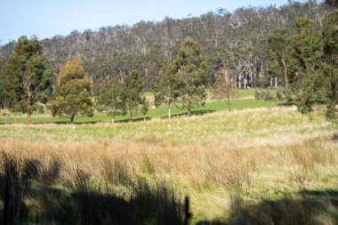 Avustralya ormanlarındaki güzel sakız ağaçları ve çalılar. Gumtrees ve Avustralya 'da yetişen yerel bitkiler 