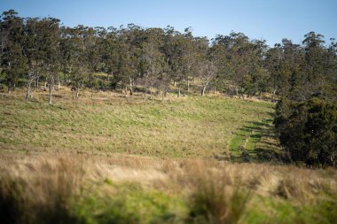 Avustralya ormanlarındaki güzel sakız ağaçları ve çalılar. Gumtrees ve Avustralya 'da yetişen yerel bitkiler 