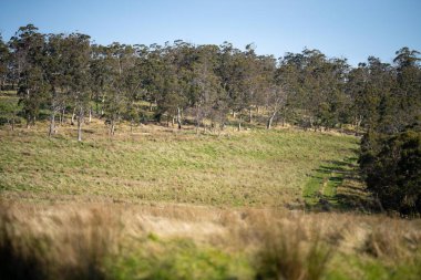 güzel yeşil tarlalar Ağaçlar ve yemyeşil çayırlar bir çiftlikte büyüyor 