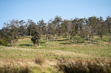 Avustralya ormanlarındaki güzel sakız ağaçları ve çalılar. Gumtrees ve Avustralya 'da yetişen yerel bitkiler 