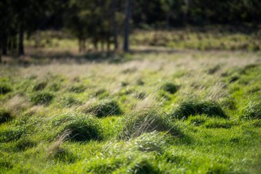 Baharda Avustralya 'da bir çiftlikte yemyeşil çayırların yeşerdiği güzel yeşil bir tarla.