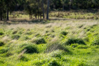 Yenilenebilir tarım çiftliğindeki uzun otlar. Avustralya 'da ilkbaharda, alacakaranlıkta, Avustralya' da bir çayırda otlak.