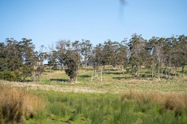 Avustralya ormanlarındaki güzel sakız ağaçları ve çalılar. Gumtrees ve Avustralya 'da yetişen yerel bitkiler 
