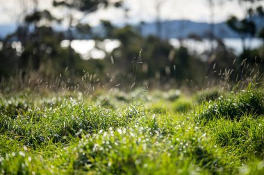 Avustralya 'da bir çiftlikte otlak. Bahar çimi