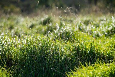 Avustralya 'da bir çiftlikte otlak. Bahar çimi
