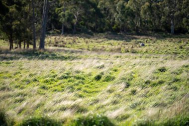 Avustralya 'da bir çiftlikte otlak. Bahar çimi