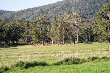 Çiftlikteki bir tarlada büyüyen çimenler. Çiftlik hayvanları için çayır. 