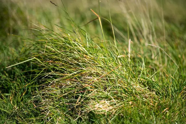 Lange Weide Auf Einem Feld Auf Einem Bauernhof Frühjahr — Stockfoto