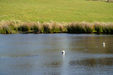 Sığır çiftliğinde su barajı olan tarım arazisi