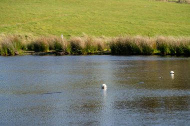 Sığır çiftliğinde su barajı olan tarım arazisi