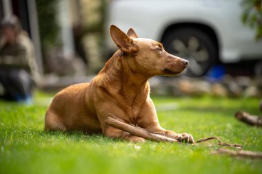 Baharda bahçede sopayla gezen kelpie köpeği