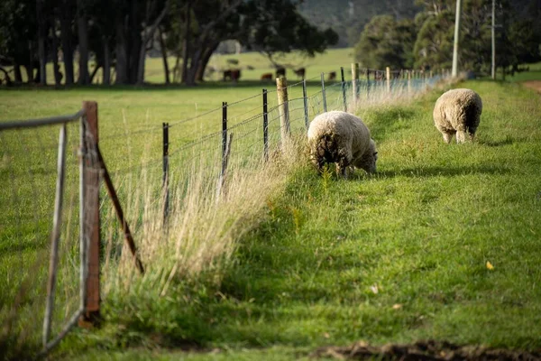 Πρόβατα Ψάθες Αγρό Αγρόκτημα Στην Αυστραλία — Φωτογραφία Αρχείου