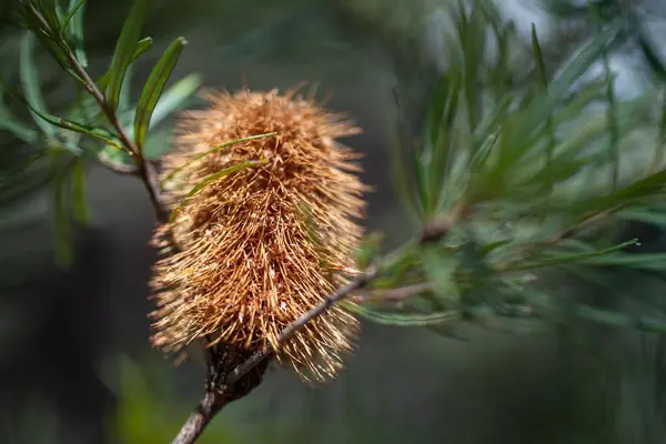Lkbaharda Avustralya Bir Milli Parktaki Parlak Sarı Bankacılık Çiçeği — Stok fotoğraf