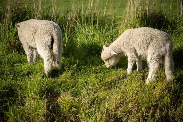 澳大利亚某公路上的羊羔 — 图库照片