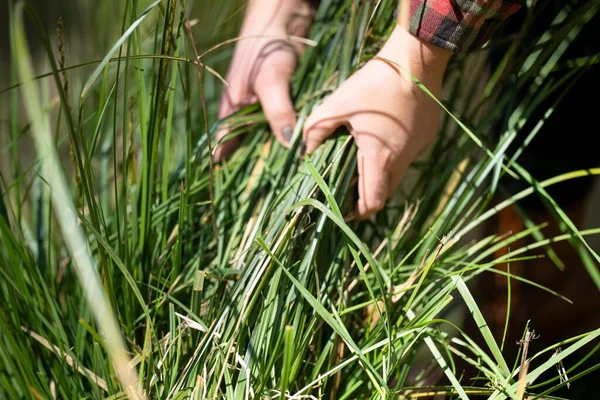 Girl studying a soil and plant sample in field. scientist in a paddock looking for fungi in a meadow
